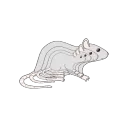 RAMP RATZ