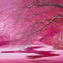 Peach Blossoms Server Icon