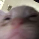 A Sack Of Couch Potatoes's icon