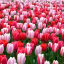 Don´t mind the Tulips