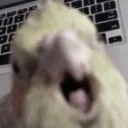 dashiefrickinserver