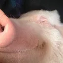 Порося джакузі GIF