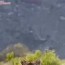 Team Tiger