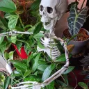 Northern Nevada Houseplant Hang
