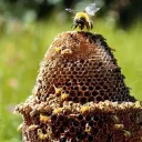 Beehive