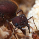 Antkeeping 101