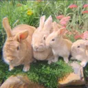 bunny's cult<3
