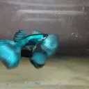 This Places
