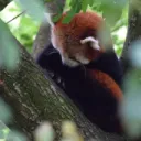 Pandamonium