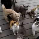 Da Kat SMP