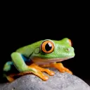Benji's frog zoo