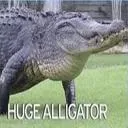 HUGE ALLIGATOR