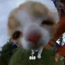𝙏𝙐𝙍𝙏𝘼  𝙇𝘼𝙉𝘿 | TAG