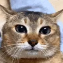 Askefise's FLJ Server