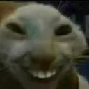 petshop's server