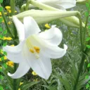 Lilie’s Garden