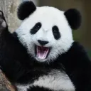 Pandamonium
