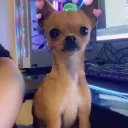 Morgie's Queendom