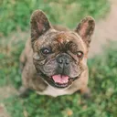(ADC) Another Doge Coin