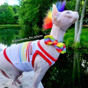 fruit salad Server Icon