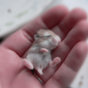 rat
