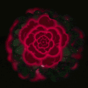 7th of Floral