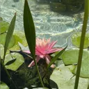 the pond 🪷✶