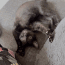 Torillkowe Kociaki 🐱