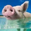Pig Island