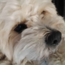 Teddyj's Dictatorship Discord server icon