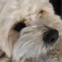 Teddyj's Dictatorship