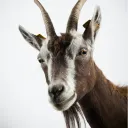 GOATgang
