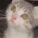cat tivi