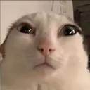 cat tivi