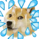 DogeCum