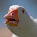 Dolan's Dark Closet