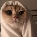 catgang