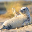 Seals Family Server Icon