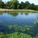 Blockz's Pond