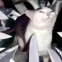 Toastlord Kingdom