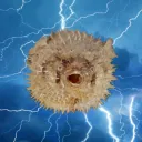 PufferORGs S11 - Power Shift