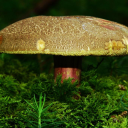 mushroom facts