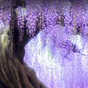 Wysteria Gardens