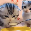 Cats <3