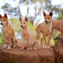 A pack of dingos