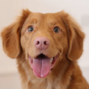 DogVerse