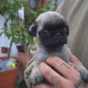 El Prostíbulo de Derme