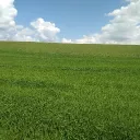 Polana