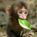 monke's treehouse
