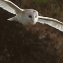 ⍣ 𝑃𝑎𝑟𝑙𝑖𝑎𝑚𝑒𝑛𝑡 ⍣